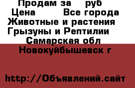 Продам за 50 руб. › Цена ­ 50 - Все города Животные и растения » Грызуны и Рептилии   . Самарская обл.,Новокуйбышевск г.